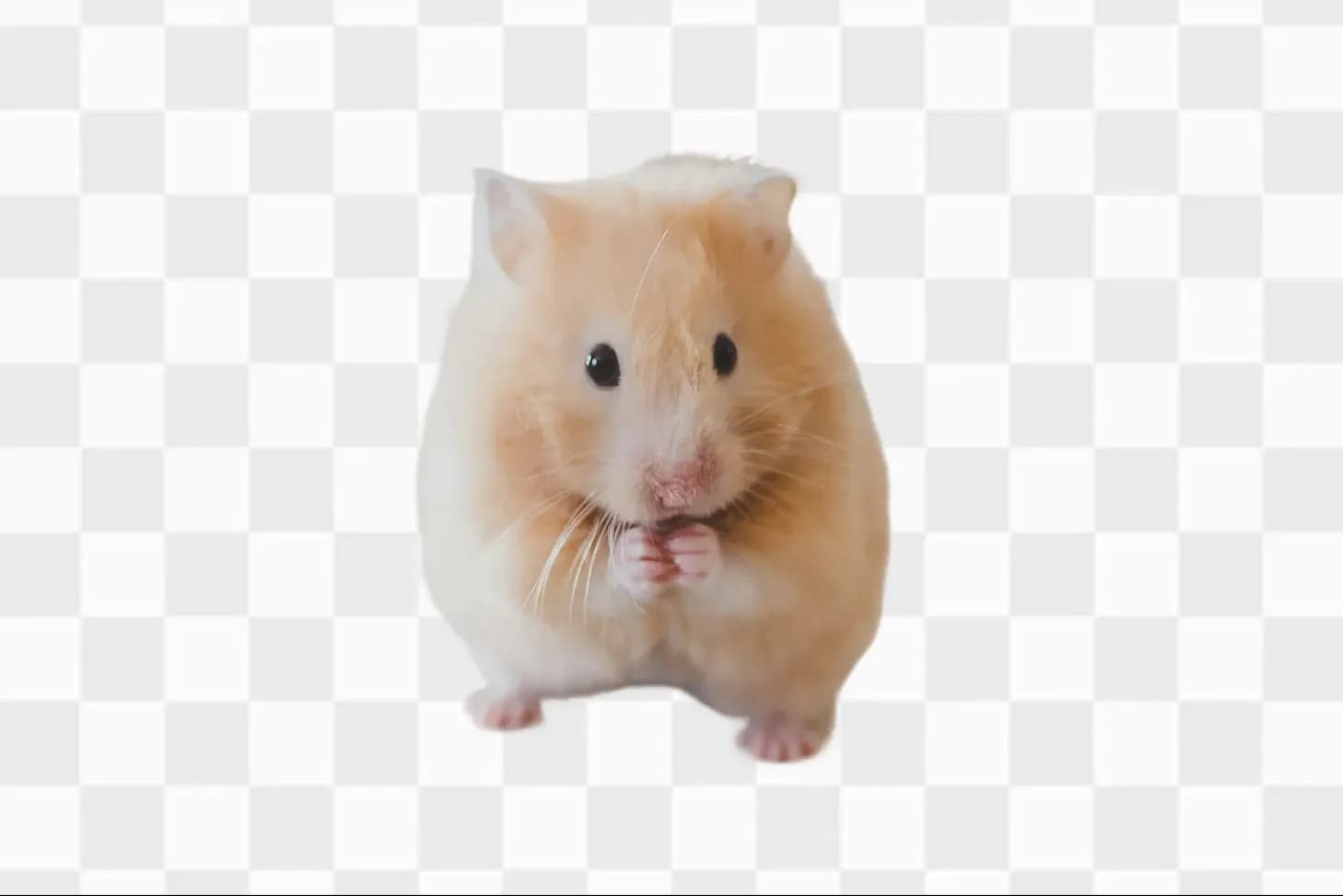 AI removes background from JPG images